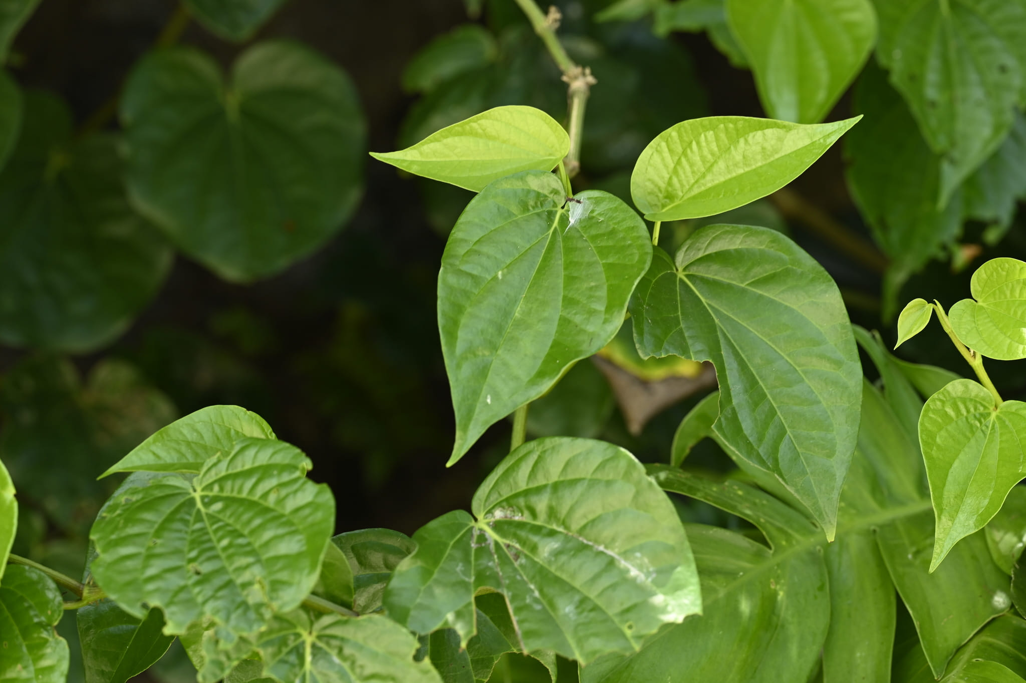 Betel leaf by Yu-Cheng Zeng